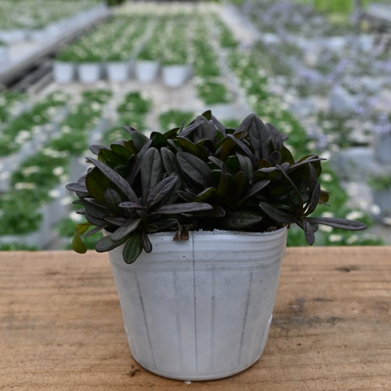 アジュガ苗 チョコレートチップ50ポット アジュガ苗 チョコレート