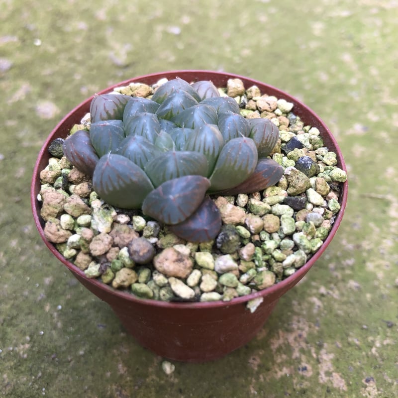 ハオルチア 雫石 | 石原園芸 Ishihara Nursery
