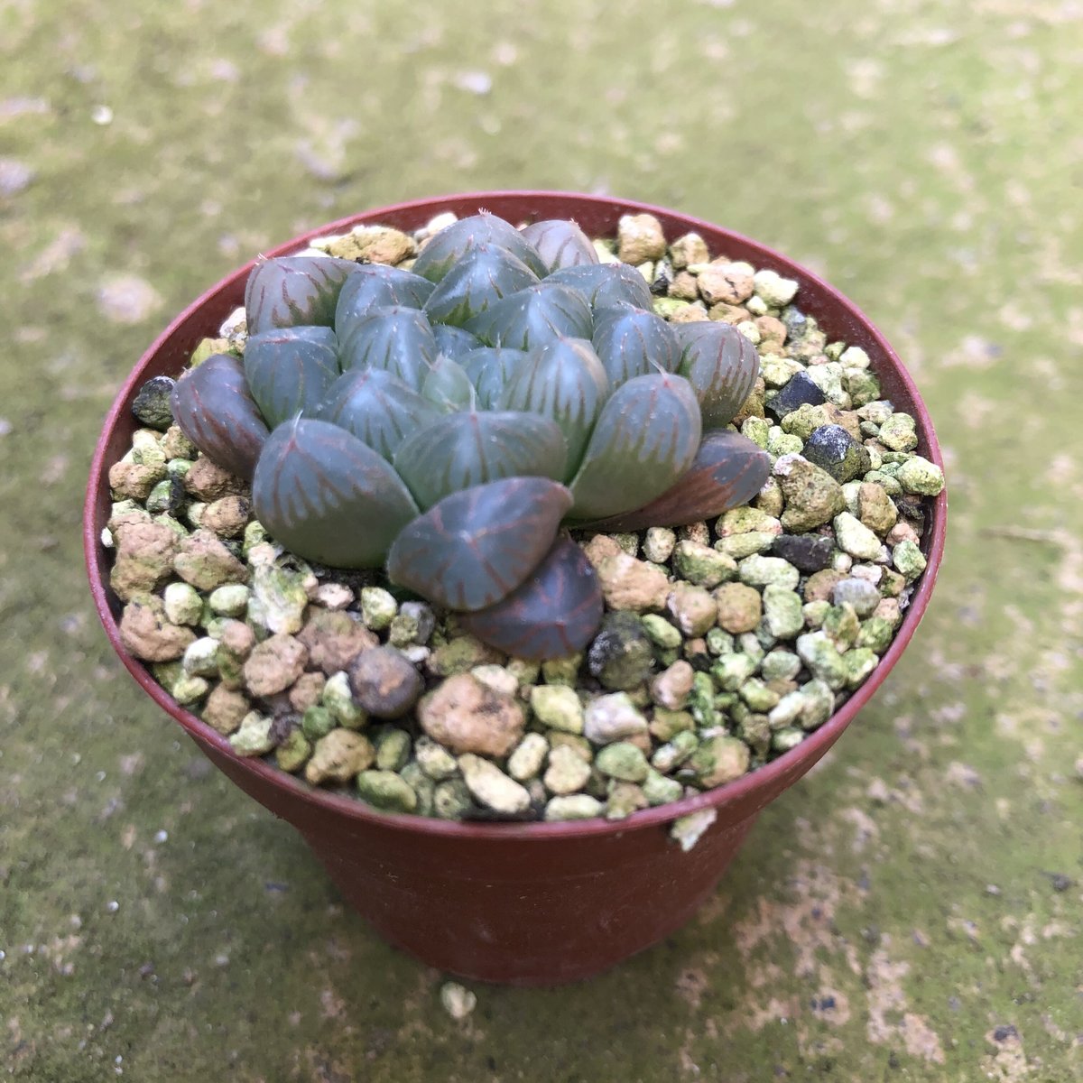 E*n様 ナイルの一滴 実生 透明選抜 S1-10 現物 多肉植物 ハオルチア E