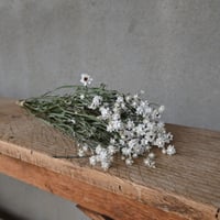 アンモビューム　ドライフラワー