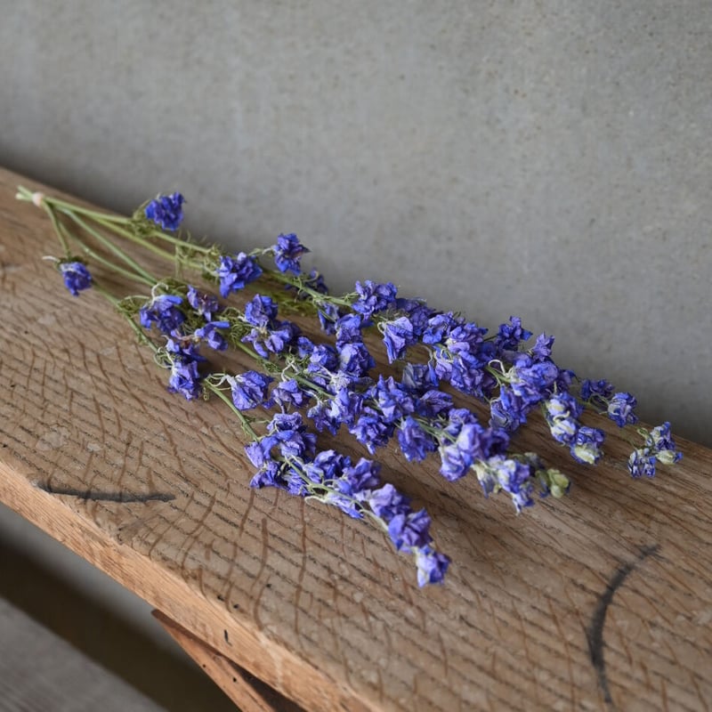 ラークスパー ブルー ドライフラワー | 石原園芸 Ishihara Nursery