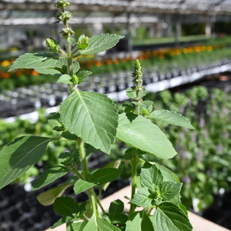 ホーリーバジル トゥルシー | 石原園芸 Ishihara Nursery