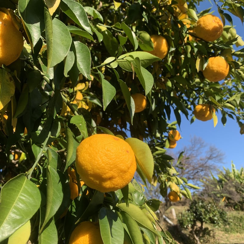 ゆず 10個入り | 石原園芸 Ishihara Nursery