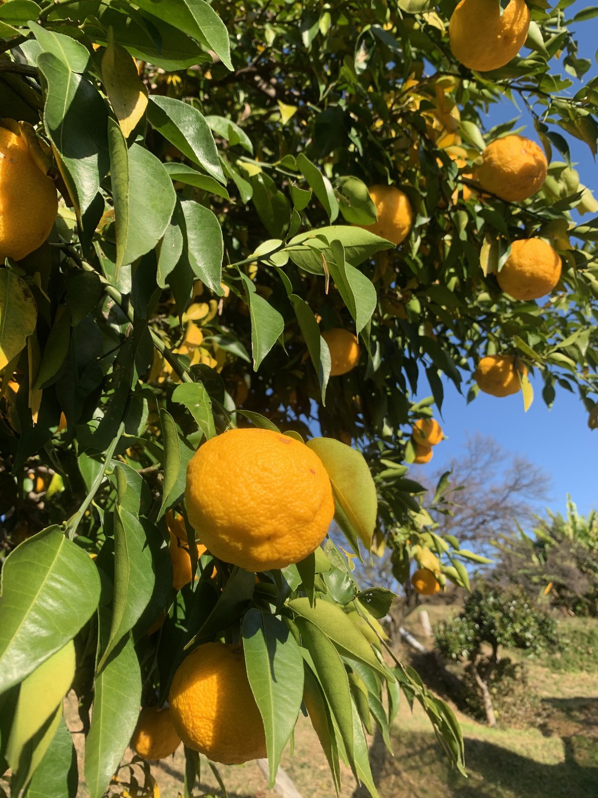 ゆず 10個入り | 石原園芸 Ishihara Nursery