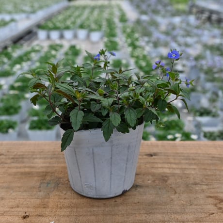 CATEGORY 花苗 | 石原園芸 Ishihara Nursery