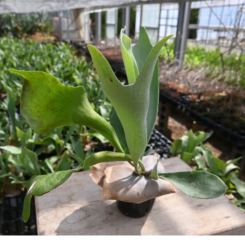 コウモリラン ネザーランド 3号 ポット | 石原園芸 Ishihara Nursery