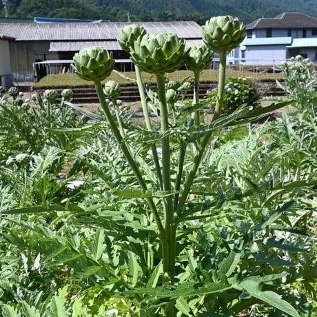 切り花　アーティーチョーク　グリーングローブ