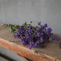 アゲラタム　ドライフラワー