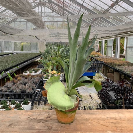 CATEGORY 観葉植物 | 石原園芸 Ishihara Nursery