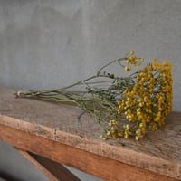 タンジー　ドライフラワー