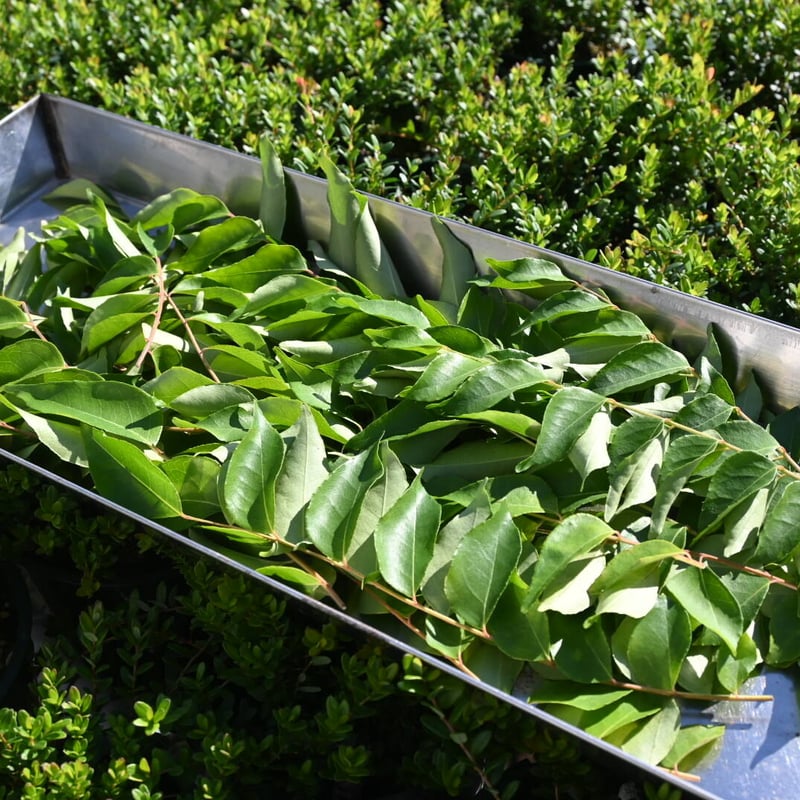 カレーリーフ フレッシュ | 石原園芸 Ishihara Nursery