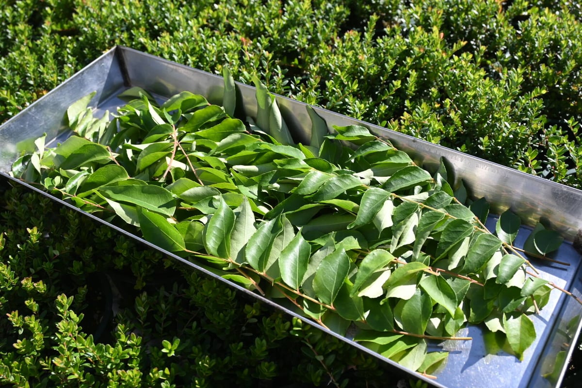 カレーリーフ フレッシュ | 石原園芸 Ishihara Nursery