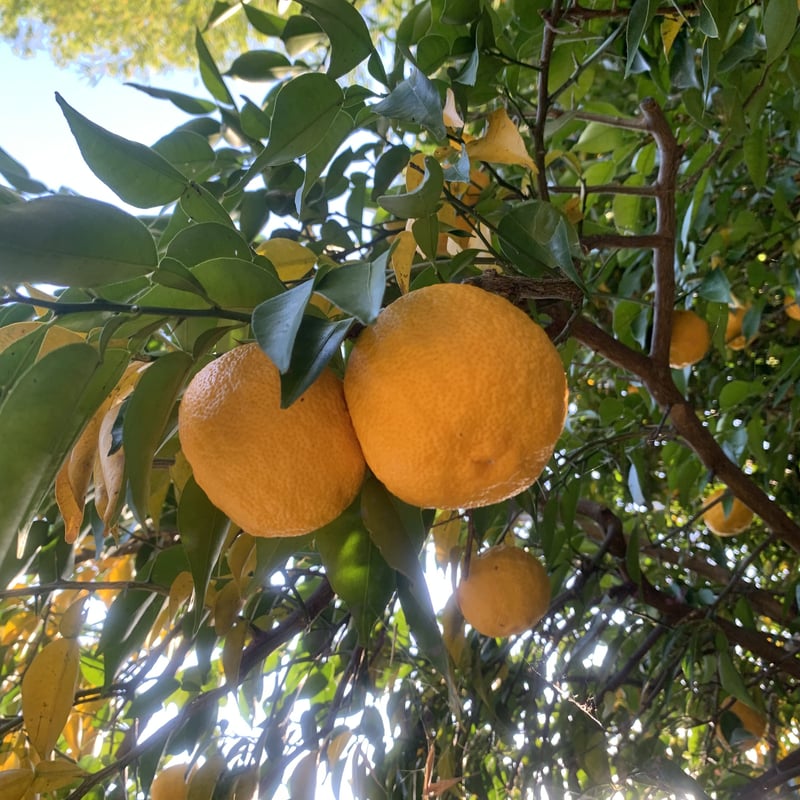 ゆず 10個入り | 石原園芸 Ishihara Nursery