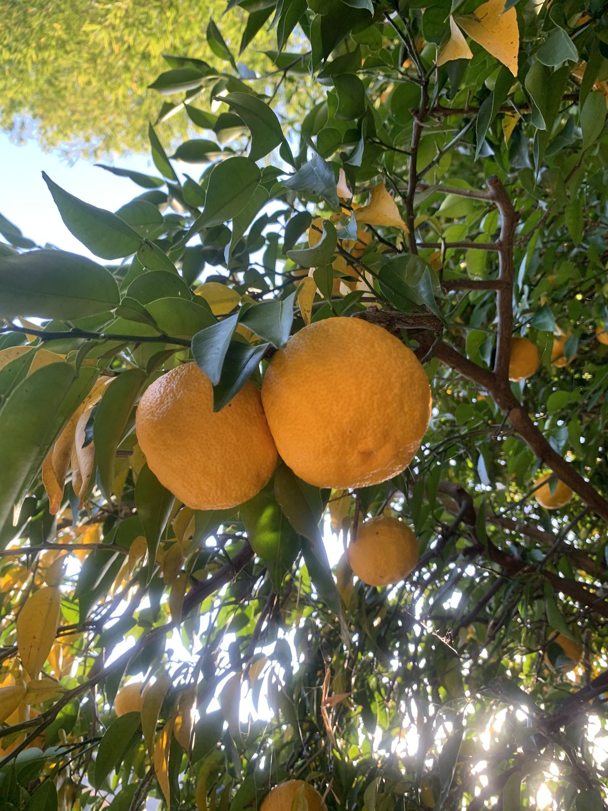 ゆず 10個入り | 石原園芸 Ishihara Nursery