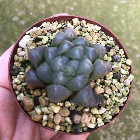 ハオルチア　雫石