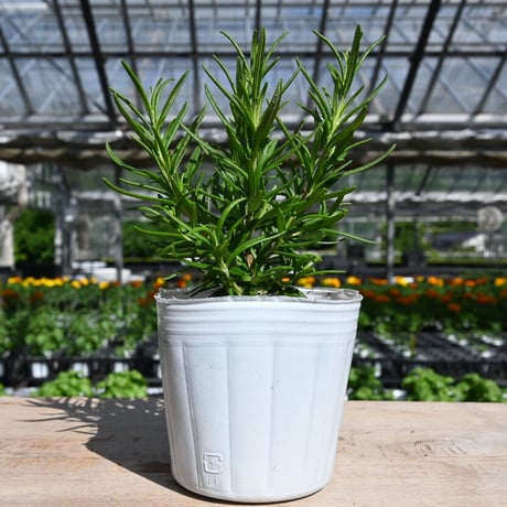 【ご注文品】ローズマリー アブラクサス 発根済み 2苗　1500円にて承りました ローズマリー アブラクサス 10.5cm2個～【おうちで簡単！育て