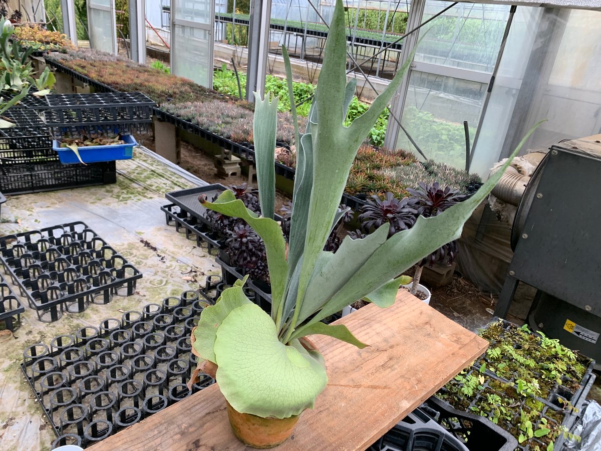 ビカクシダ コウモリラン ネザーランド 5寸5鉢 Amazon.co.jp: コウモリラン 5号鉢 ネザーランド ビカクシダ