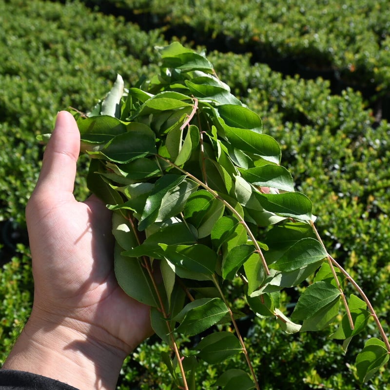 masa1128様用　フレッシュカレーリーフ1kg カレーリーフ フレッシュ | 石原園芸 Ishihara Nursery