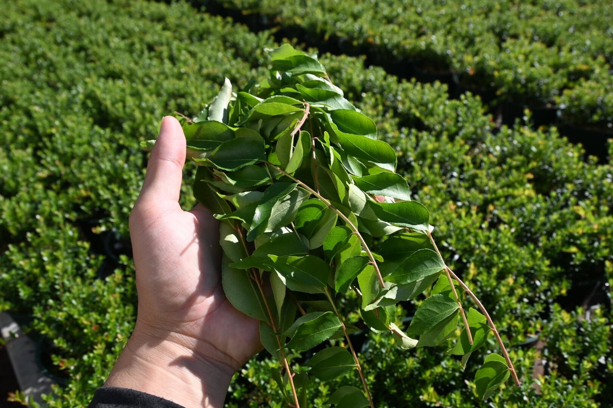masa1128様用　フレッシュカレーリーフ1kg カレーリーフ フレッシュ | 石原園芸 Ishihara Nursery