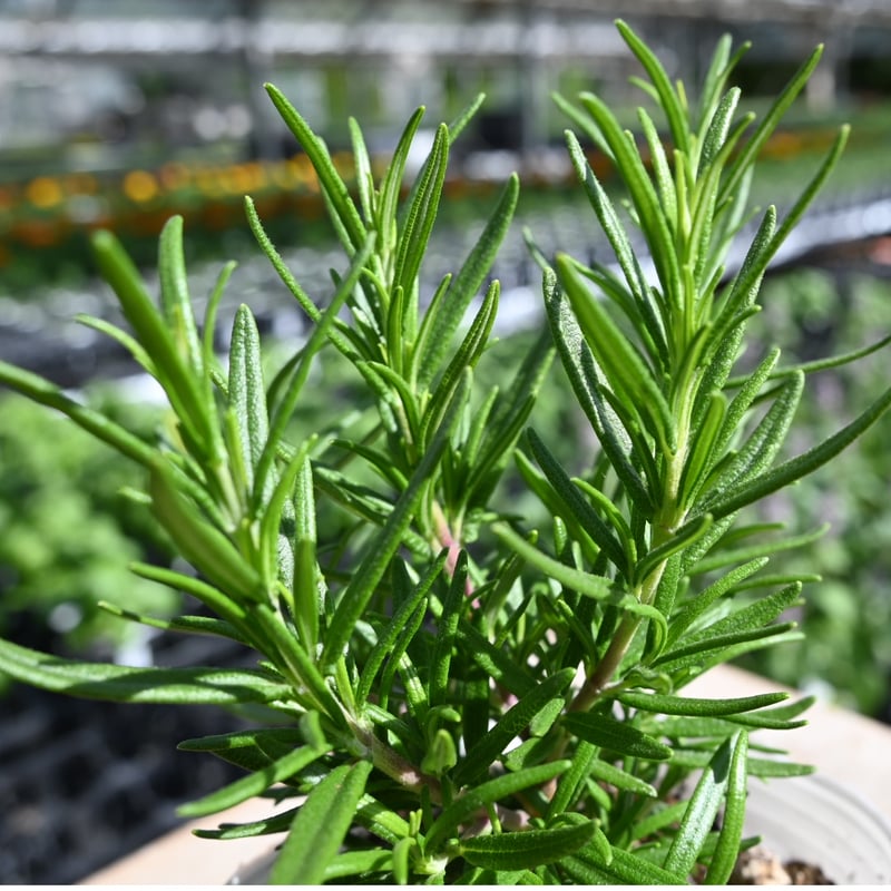 ローズマリー アブラクサス | 石原園芸 Ishihara Nursery