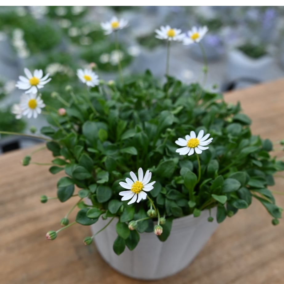 mお花になります(^^)ペビリアンデージー かわいい】 ペビリアンデージー 2.5寸～3.5寸POT