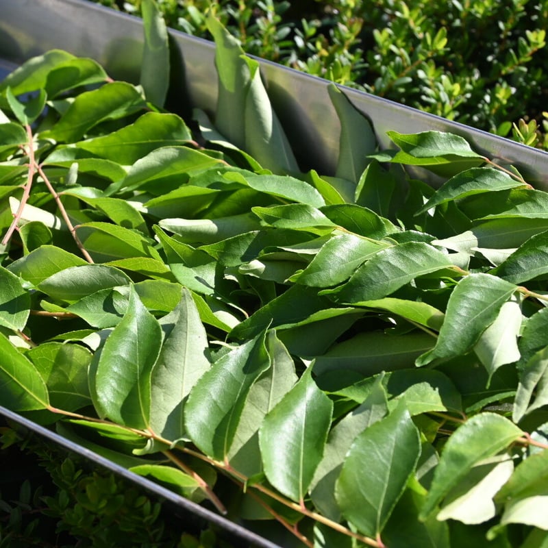 masa1128様用　フレッシュカレーリーフ1kg カレーリーフ フレッシュ | 石原園芸 Ishihara Nursery