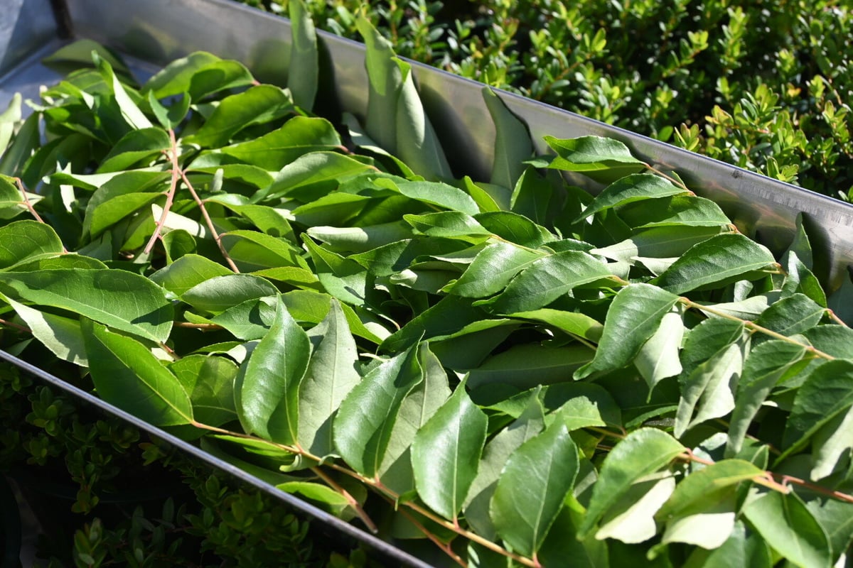 カレーリーフ フレッシュ | 石原園芸 Ishihara Nursery