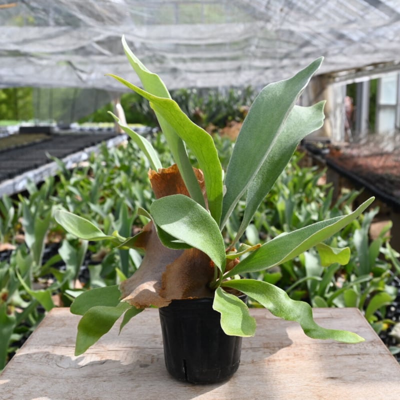 コウモリラン ネザーランド 3号 ポット | 石原園芸 Ishihara Nursery