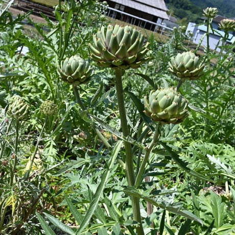 切り花　アーティーチョーク　グリーングローブ