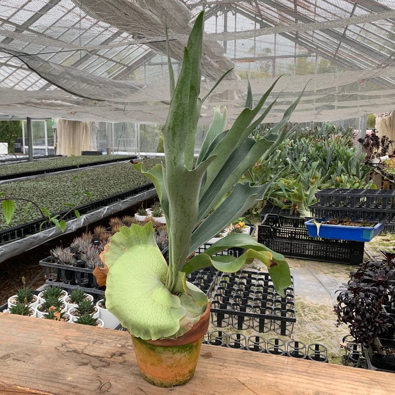 ビカクシダ コウモリラン ネザーランド 5寸5鉢 おしゃれ 観葉植物：ビカクシダ コウモリラン ネザーランド*5号