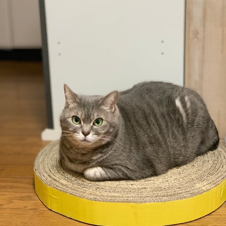 猫神バリバリ協会のツメトギ