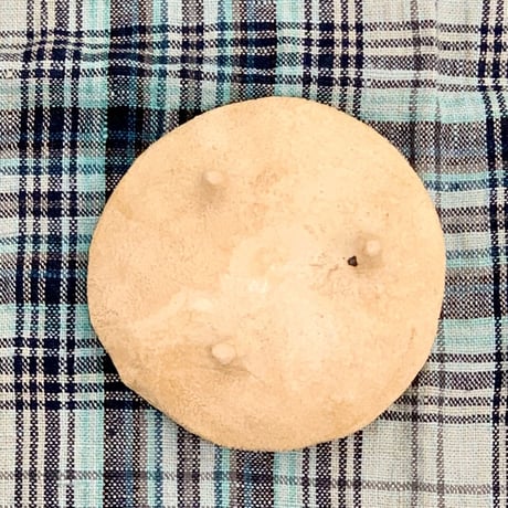 平野照子　猫豆皿　sa001207