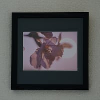 2L 額入り音景写真 『桜』