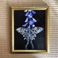 『藤壺』