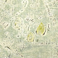 木版画　大西靖子　直筆鉛筆サイン入り 木版画 大西靖子 直筆鉛筆サイン入り 木版画 大西靖子 直筆鉛筆サイン