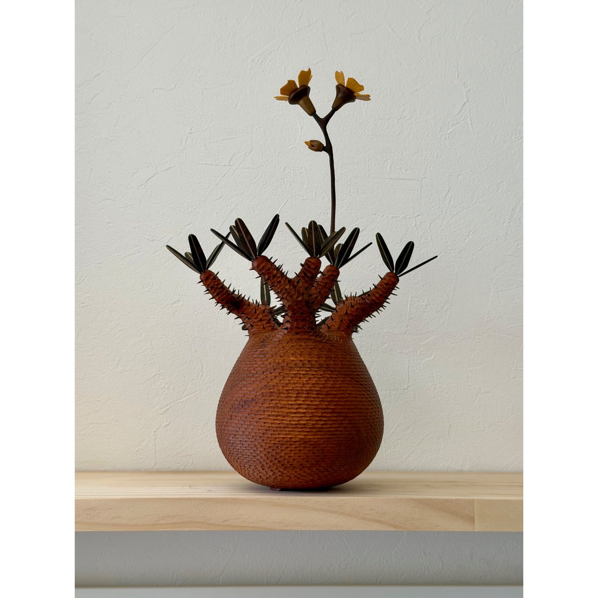 彫棘大】パキポディウム Pachypodium | MOCMOC wooden craft
