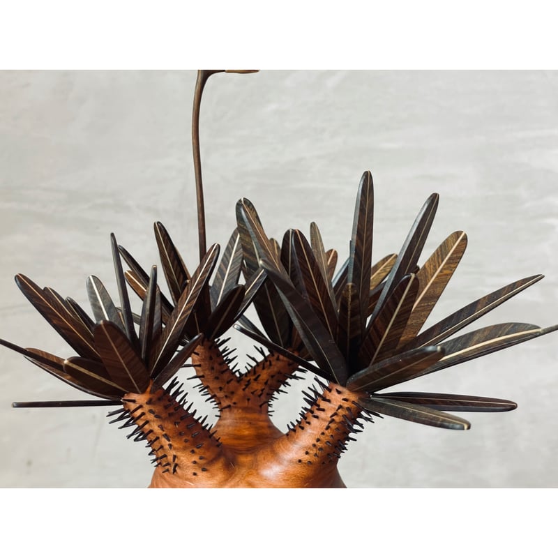 01【桐箱付】グラキリス Pachypodium Gracilius | MOCMOC woo