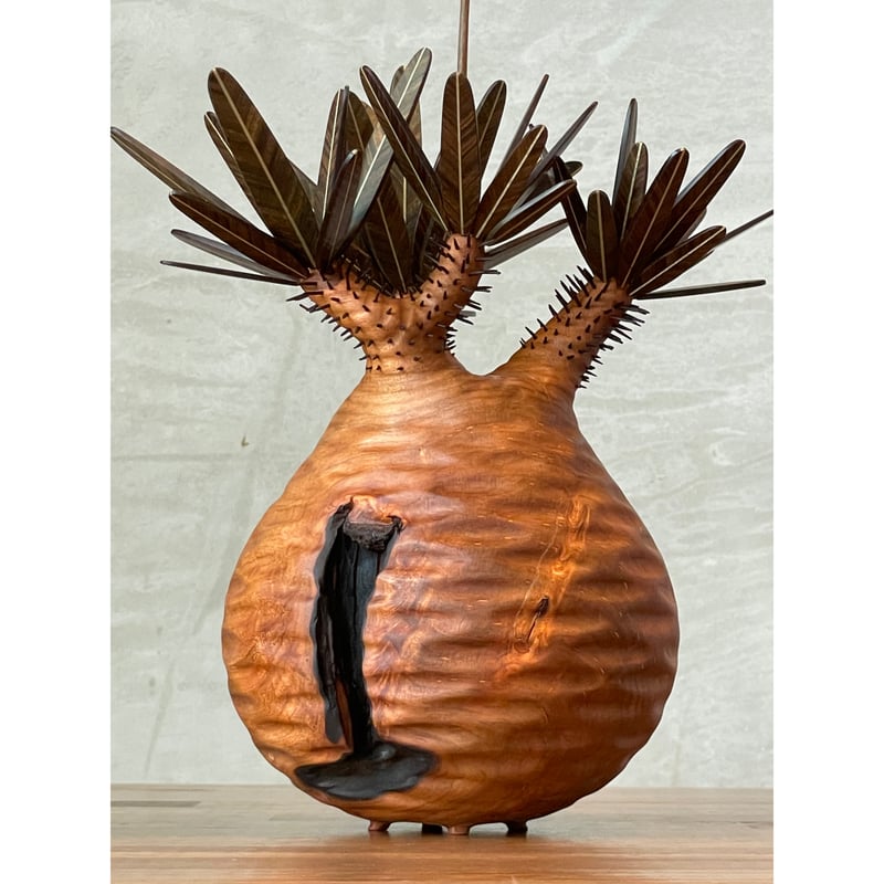 01【桐箱付】グラキリス Pachypodium Gracilius | MOCMOC woo