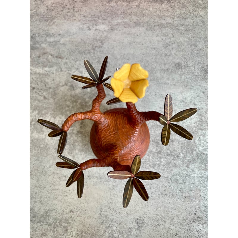 sizeS 彫り】パキポディウム Pachypodium | MOCMOC wooden