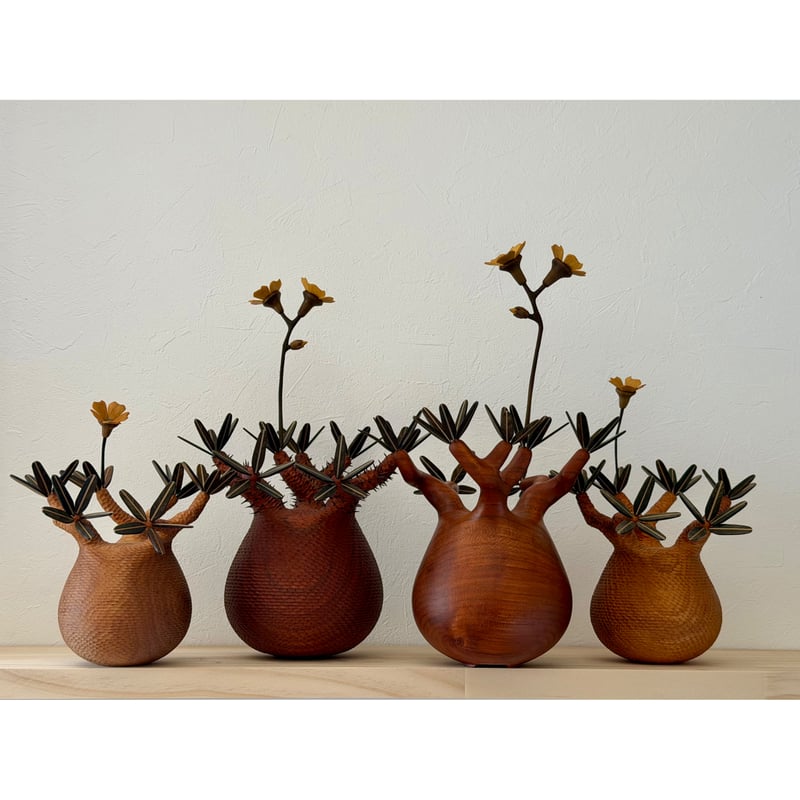 パキポディウム Pachypodium 大 | MOCMOC wooden craft