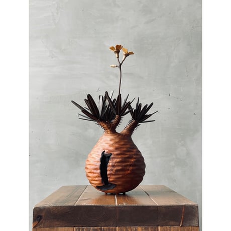 CATEGORY 木植(Wood Plants) | MOCMOC wooden craft