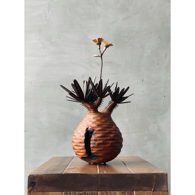 ぴっころです。 グラキリス Pachypodium gracilius ⑤ 01【桐箱付】グラキリス Pachypodium Gracilius | MOCMOC woo