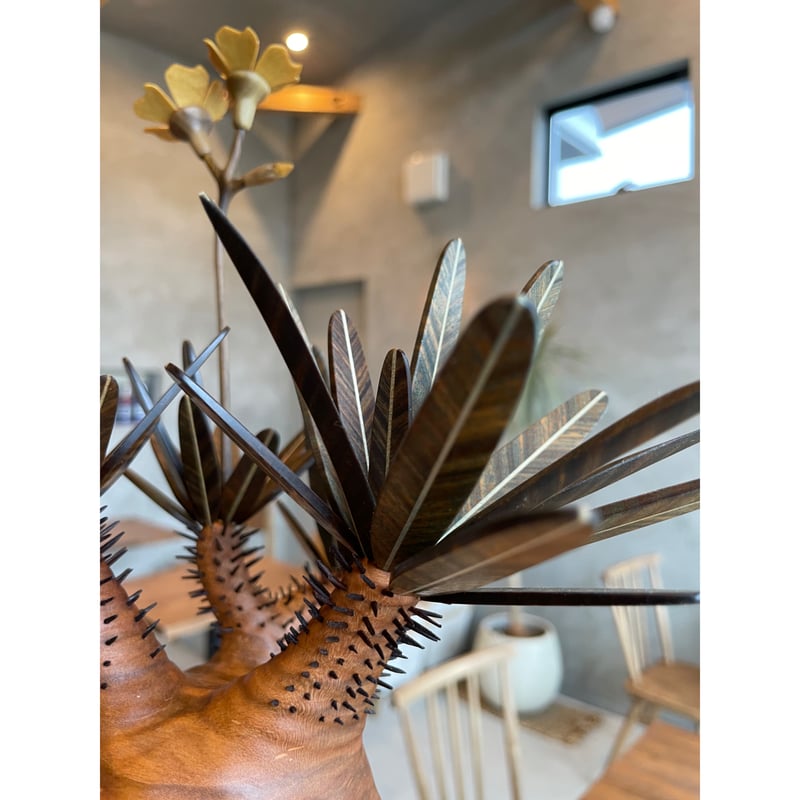 01【桐箱付】グラキリス Pachypodium Gracilius | MOCMOC woo