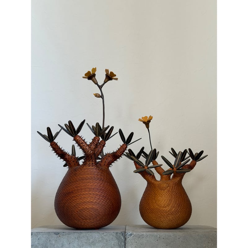彫棘大】パキポディウム Pachypodium | MOCMOC wooden craft
