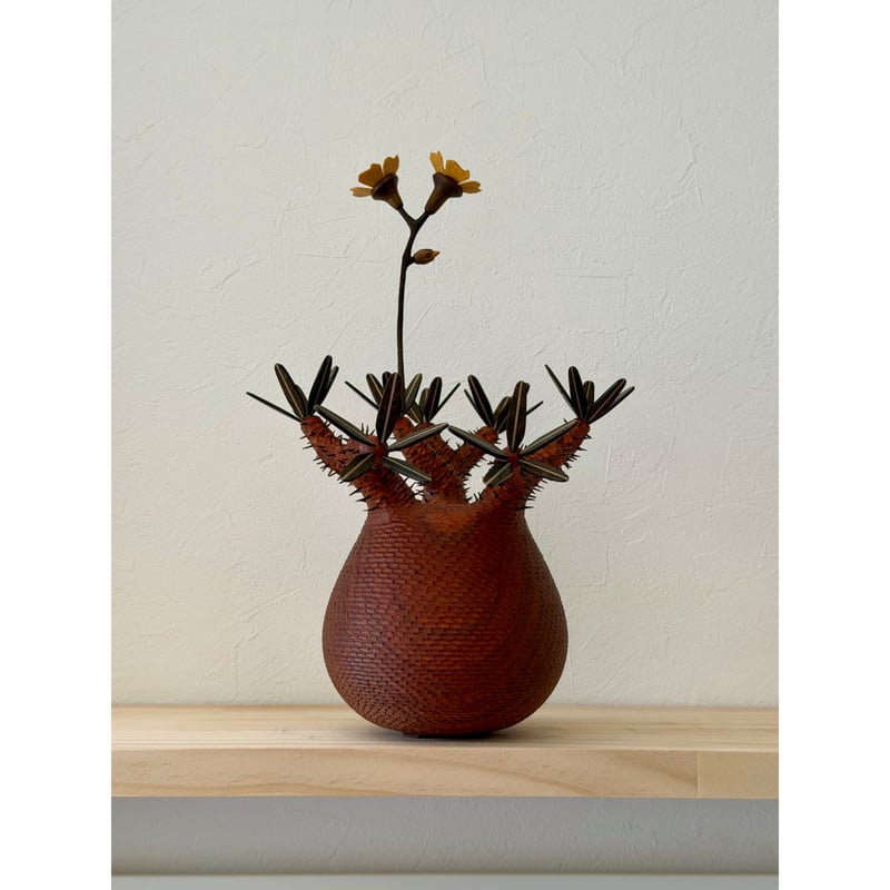 彫棘大】パキポディウム Pachypodium | MOCMOC wooden craft