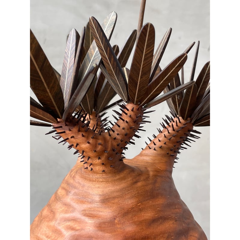 01【桐箱付】グラキリス Pachypodium Gracilius | MOCMOC woo