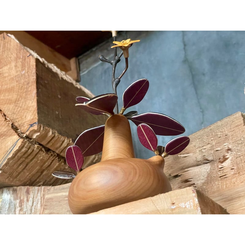 sizeS】オトンナトリプリネルビア Othonna triplinervia | MOC