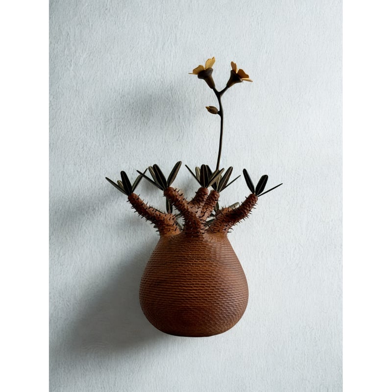 彫棘大】パキポディウム Pachypodium | MOCMOC wooden craft