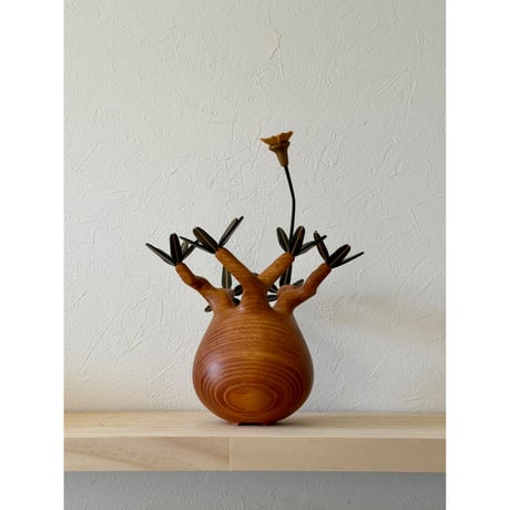 グラキリス | STORES