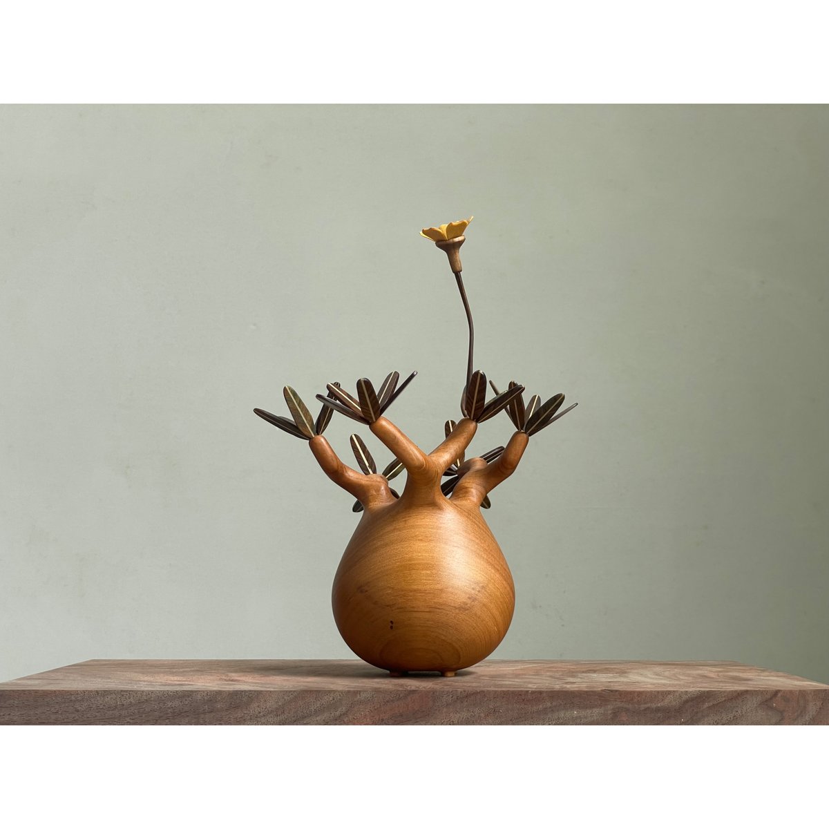 パキポディウム　1m fit=scale-down,w=1200